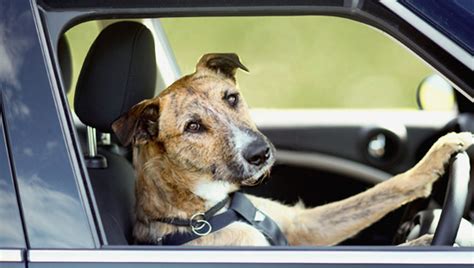 C Mo Transportar Un Perro Seguro En Tu Coche Coches