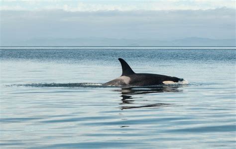 11 Best Places For Killer Whale Watching In Washington State Uprooted