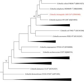 Phylogenetic Tree Of Strain 1605 214T And Closely Related Species Based