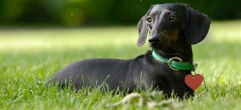 Perros Salchicha Negros Gu A