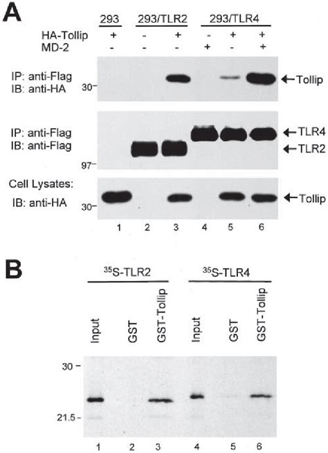 Tollip Associates Directly With Tlr2 And Tlr4 A Coimmunoprecipitation Download Scientific