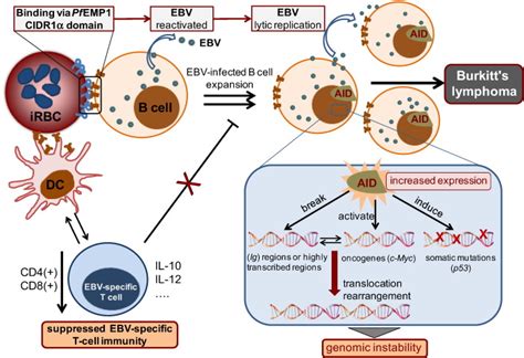 Parasite Infection Carcinogenesis And Human Malignancy Ebiomedicine