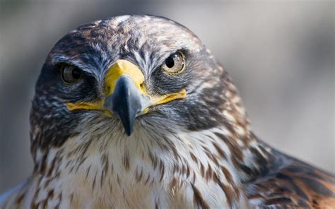 Download Animal Falcon Hd Wallpaper