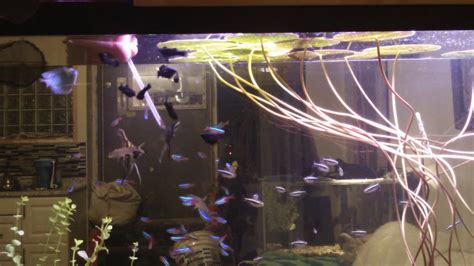 Feeding Time In The Gallon Community Tank Youtube