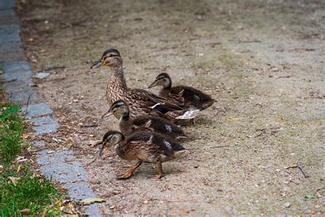 Duck Mallard Chicks Bird Free Stock Photo Public Domain Pictures