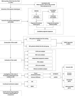 Frontiers Identification Of A Ferroptosis Related Signature Model