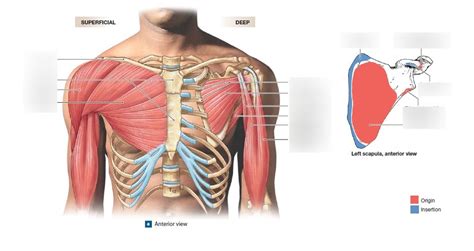 Muscle That Move Arm 1 0 Diagram Quizlet