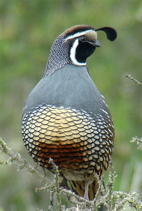 Quail