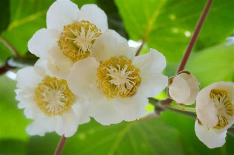 Kiwi Trellis » Tips to String Them Up High