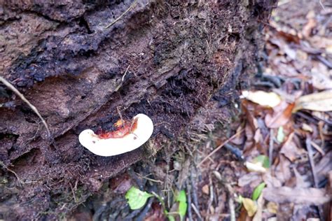 White Fungus On Palm Trees What To Do