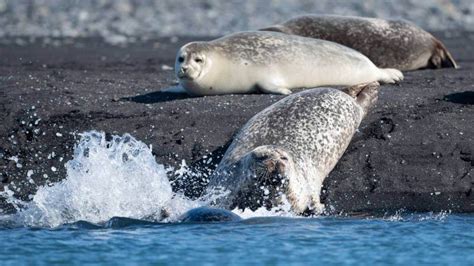 Wildlife Watching Tours in Iceland