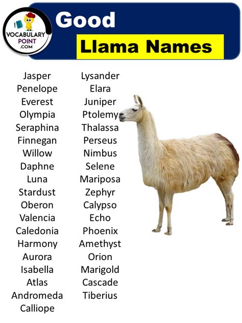 Best Llama Names (Funny, Cute, & Pet) - Vocabulary Point