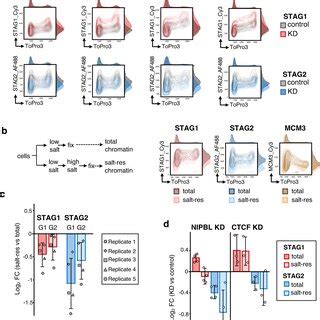 Nipbl Kd Increases Cohesin On Chromatin In Stag Ko Cells A Top