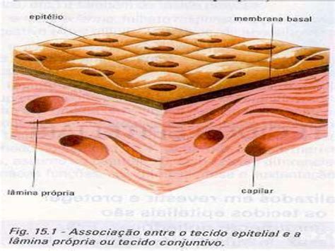 Tecido Conjuntivo E Epitelial 2o A