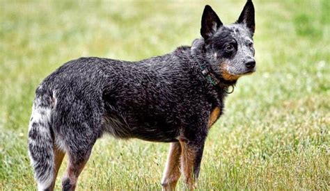 Australian Cattle Dog Profile - Find Paw Pal