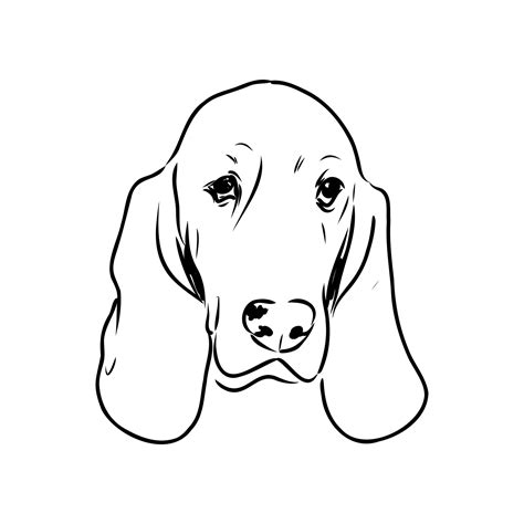 Basset Hound Vector Sketch 11976326 Vector Art At Vecteezy