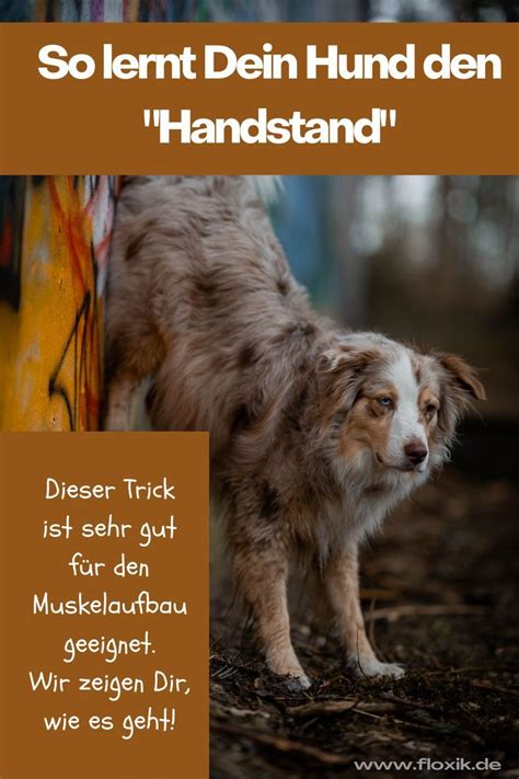 So Lernt Dein Hund Den Trick Handstand Hunde Tricks Beibringen