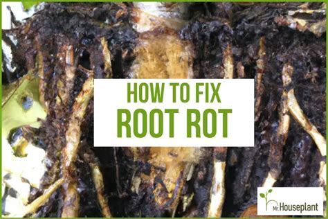 Fiddle Leaf Fig Root Rot Save Your Plant Mr Houseplant