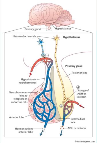 Physiology Of The Hypothalamic Pituitary Axis I Ii Flashcards Quizlet