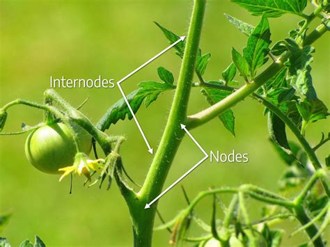 Where Is The Node On A Plant Back Gardener