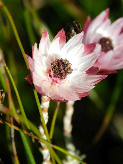 Pink Sewejaartjie From Greyton Nature Reserve South Africa On June 26