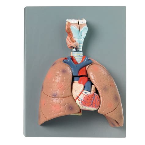 Lungs Diagram Quizlet