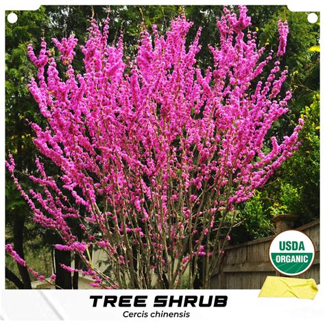 10 Cercis Chinensis Redbud Seeds Flower Purple Japonica Etsy