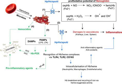 Hemoglobin Oxygen Transport | Hot Sex Picture