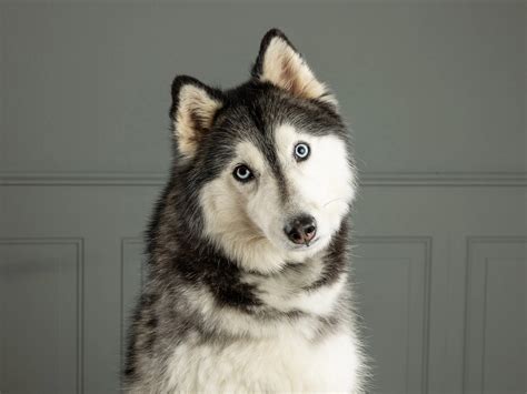 Pet Photo Session Prep: Vancouver, WA Guide — Portraits for kids