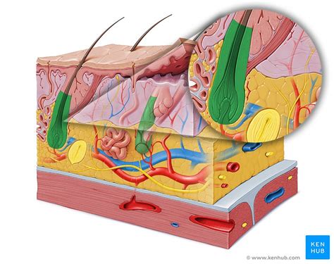 Scalp Histology Labeled