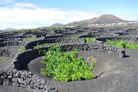 Guía para Visitar las Bodegas de La Geria en Lanzarote