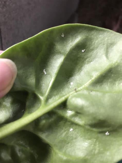 What Are These Tiny Eggs All Over My Spinach Leaves Found Them Under