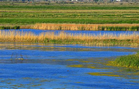 Wetlands Can Help Fight Climate Change | Scientific American