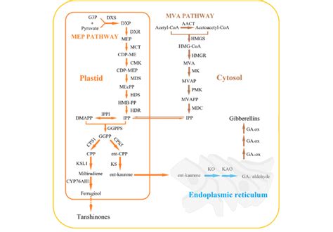 Biosynthetic Pathway Of Tanshinones And Gas In S Miltiorrhiza Mva