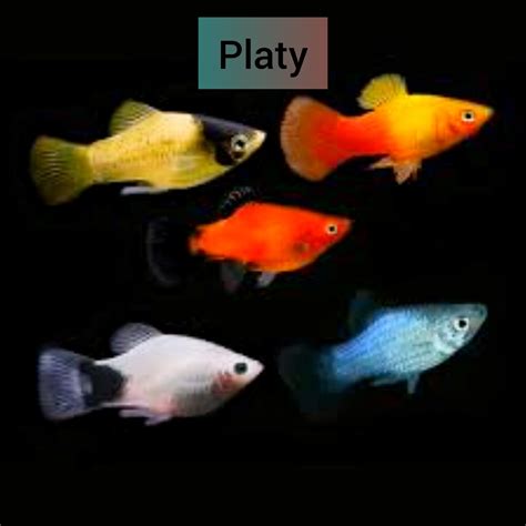 Platy – SVR Aquatics Transhipping Services