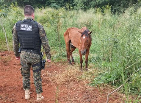 Patrulha Ambiental Procura Por Dono De Cavalo Abandonado No 14 De