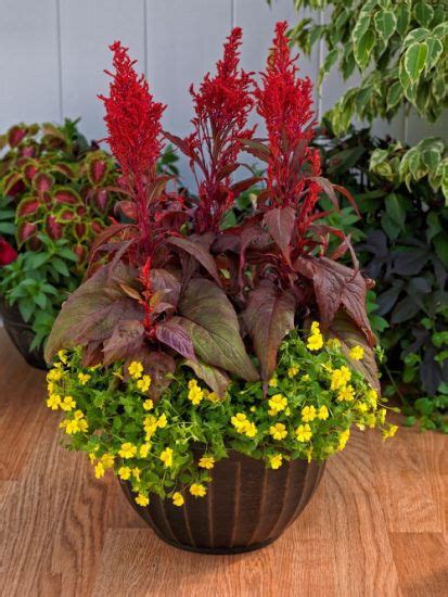 Celosia Dragon's Breath Care and Growing Guide