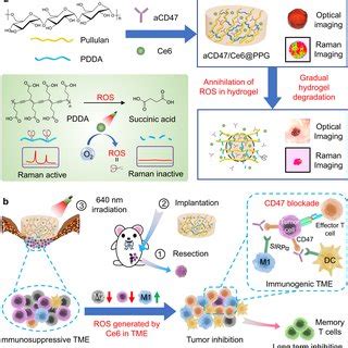 In Vivo Ros Responsive Characteristics Of The Hydrogel A Optical And