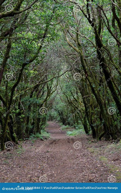 Hiking Trail in a Laurel Forest. Stock Photo - Image of biodiversity ...