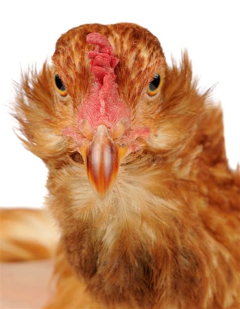 Funny Chicken Close Up Stock Image Image Of Closeup