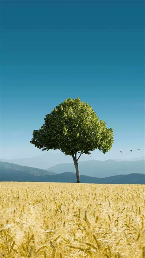 A Lone Tree In The Middle Of A Wheat Field