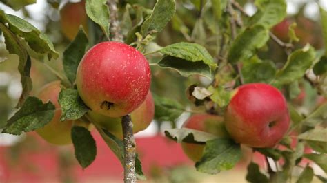 Apple Farm Stock Video Footage for Free Download