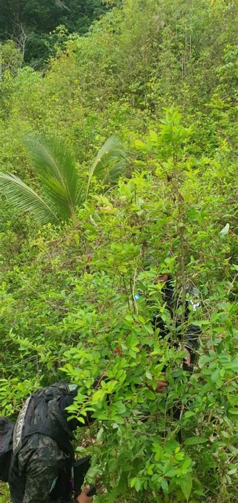 Las Fuerzas Armadas Asegura Cuatro Manzanas De Hoja De Coca Extra