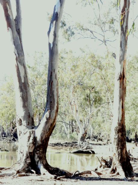 1,000+ Barmah National Park Photos Stock Photos, Pictures & Royalty ...