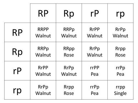 Poultry Genetics An Introduction Small And Backyard Poultry