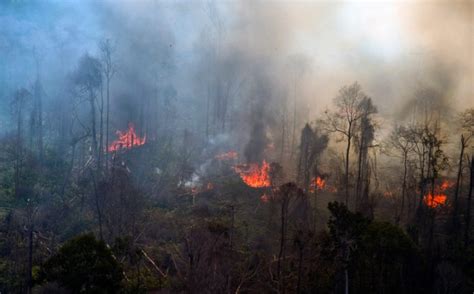 Kebakaran Hutan Dan Lahan Di Riau Akibat Ulah Manusia Okezone News