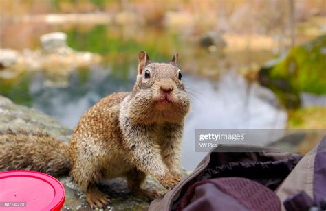 California Ground Squirrel Caught In The Act Otospermophilus News