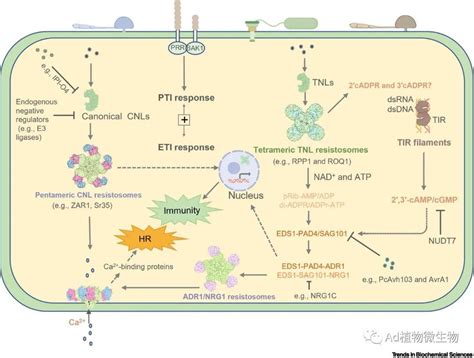 Trends In Biochemical Sciences 清华大学柴继杰团队综述植物中的nlr信号传导！ 知乎