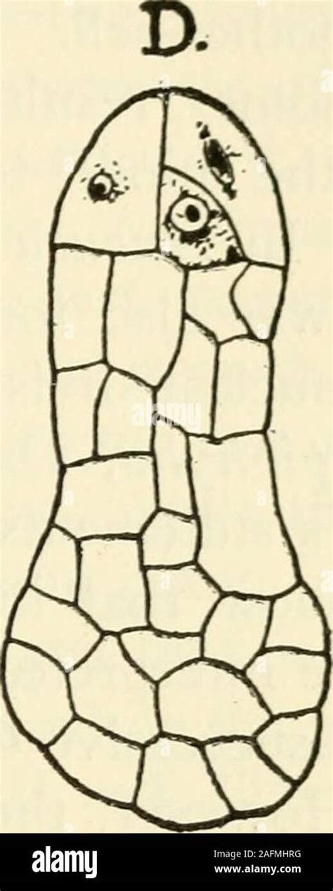 The Structure And Development Of Mosses And Ferns Archegoniatae B