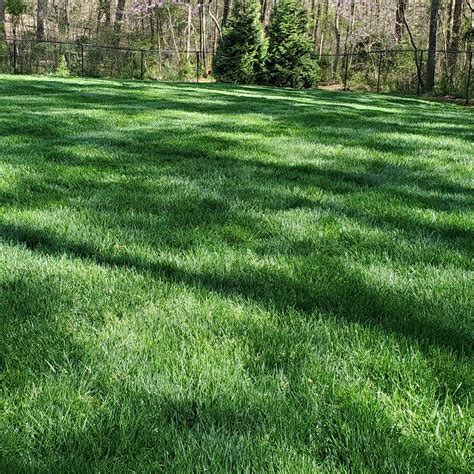 Outsidepride Midnight Kentucky Bluegrass Lawn Grass Seed 5 Lbs Buy Online In New Zealand At